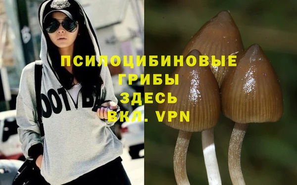 хмурый Белокуриха